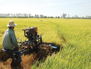 Lùi thí điểm bảo hiểm nông nghiệp đến hết tháng 6/2014