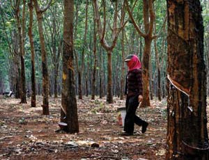 Giá cao su xuất khẩu giảm đã ảnh hưởng tới lợi nhuận của doanh nghiệp ngành này. Ảnh: H.T
