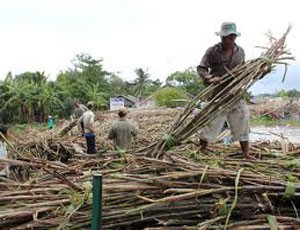 Phê duyệt phương án cổ phần hóa 2 tổng công ty mía đường