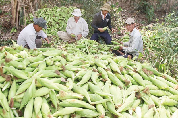  “Đất cằn” bảo hiểm nông nghiệp